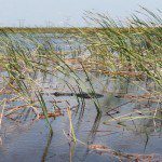 Ways to Experience the Florida Everglades
