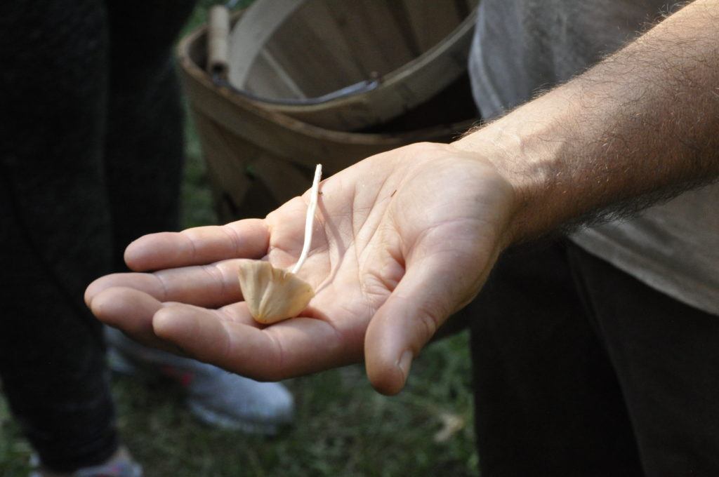 foraging asheville