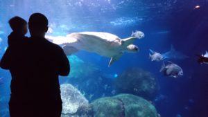 GIVEAWAY: Tickets to the Tennessee Aquarium