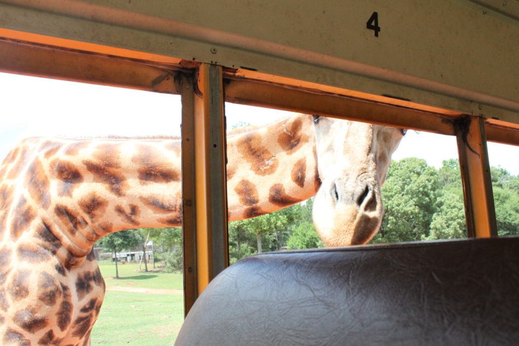 Wild Animal Safari