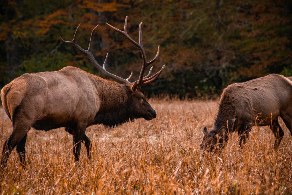 Cataloochee Elk, Credit: VisitNC.com/Steve Yocom