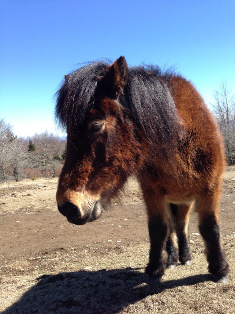 Grayson Highlands pony, Credit: Sammi Eubanks